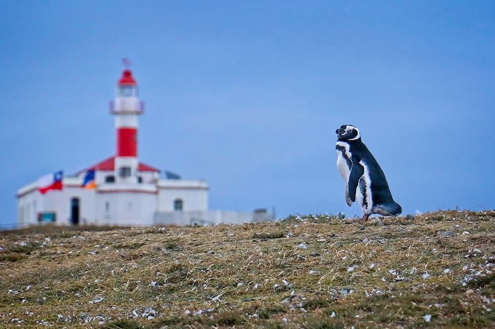 Magellianic Penguin.jpg
